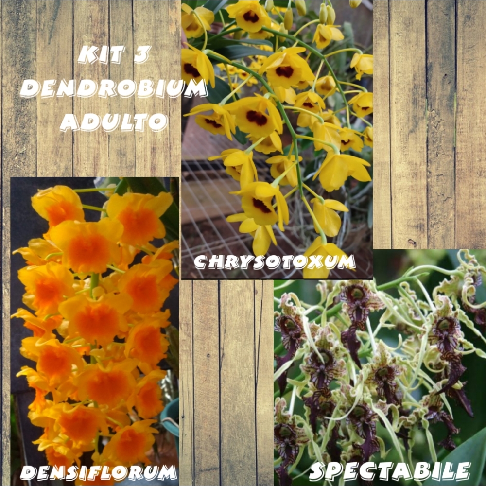 Kit 3 Dendrobium adulto - Orquidário Mantovani
